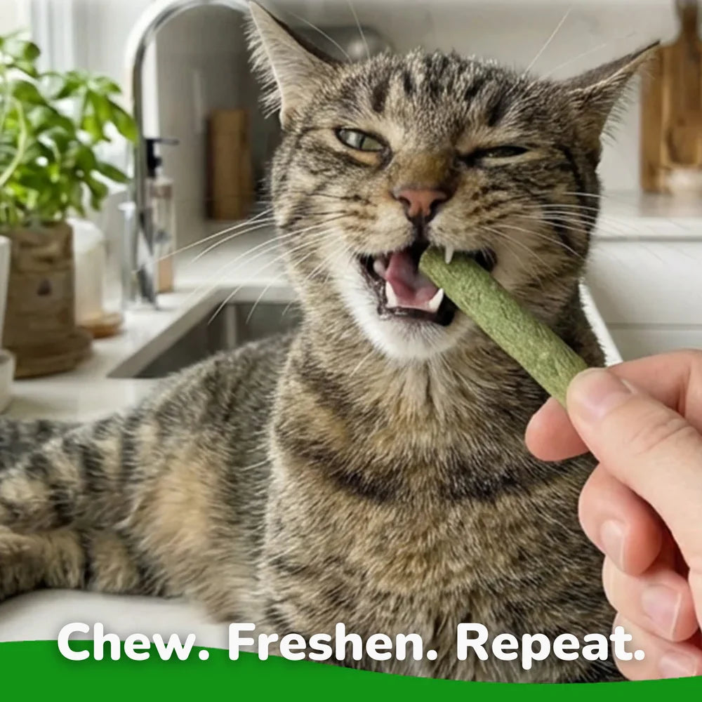 Cat Grass Teething Sticks