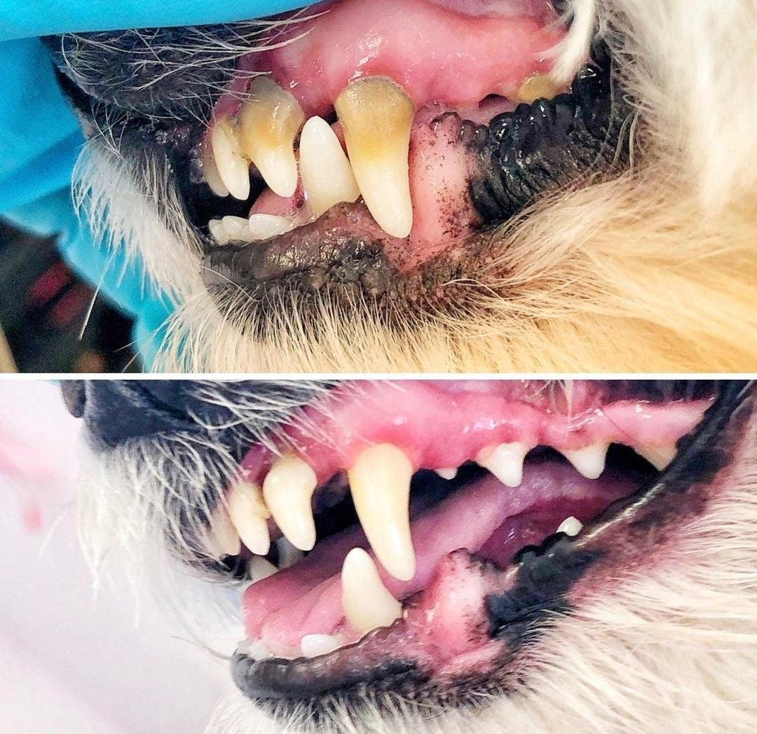 Dental Care Wipes